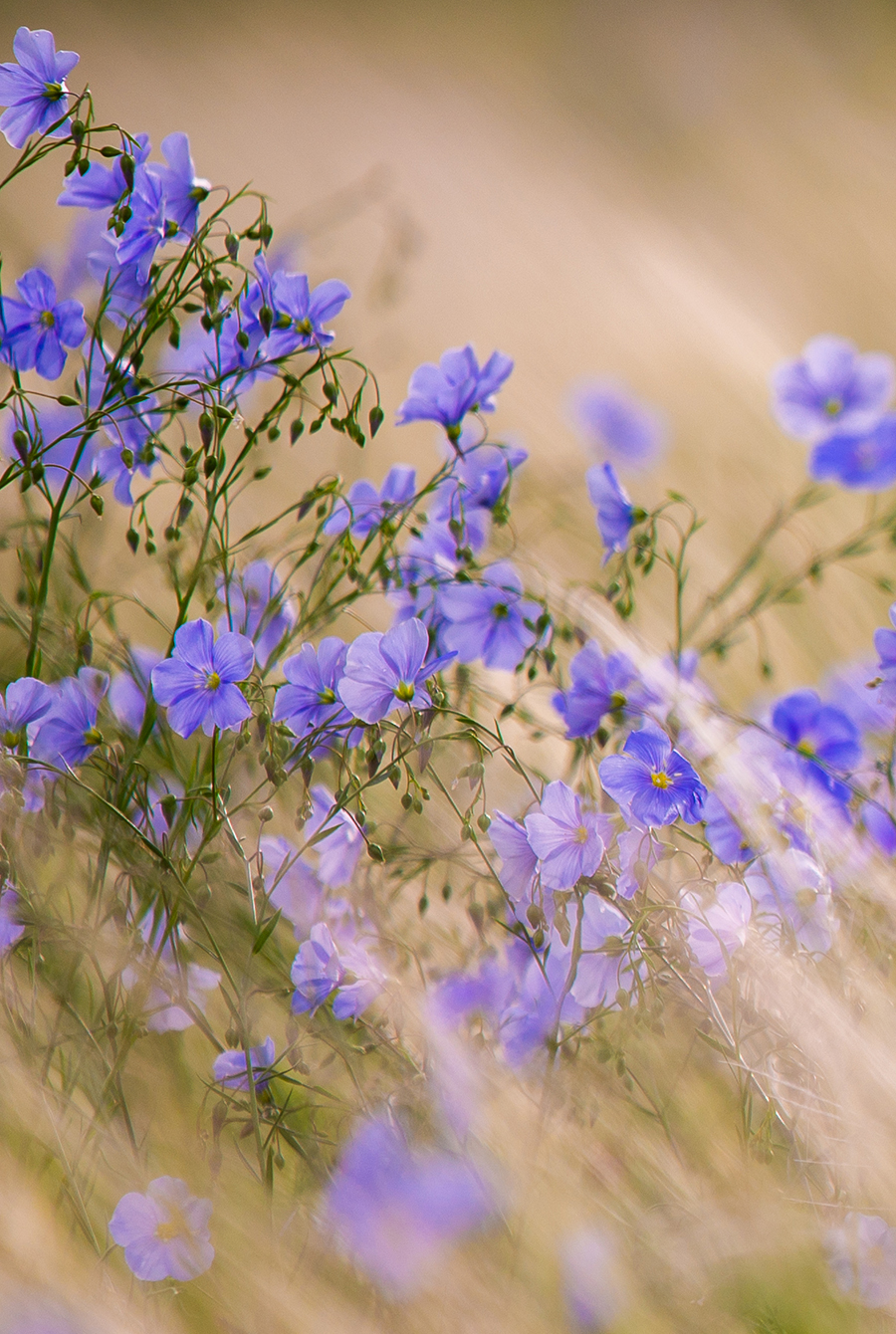 Unique Blends Triptych Left