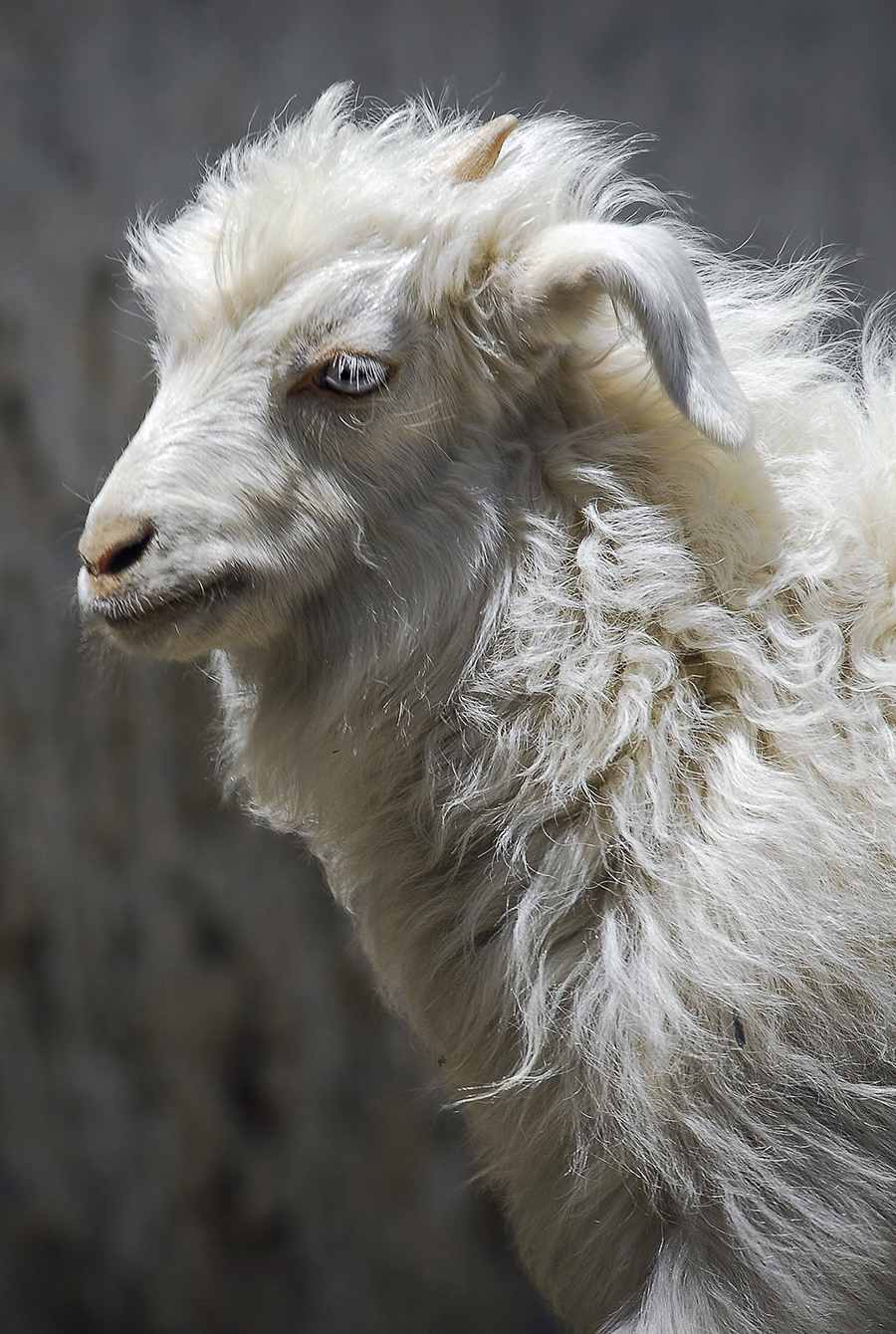 Cashmere Yarn Left Image