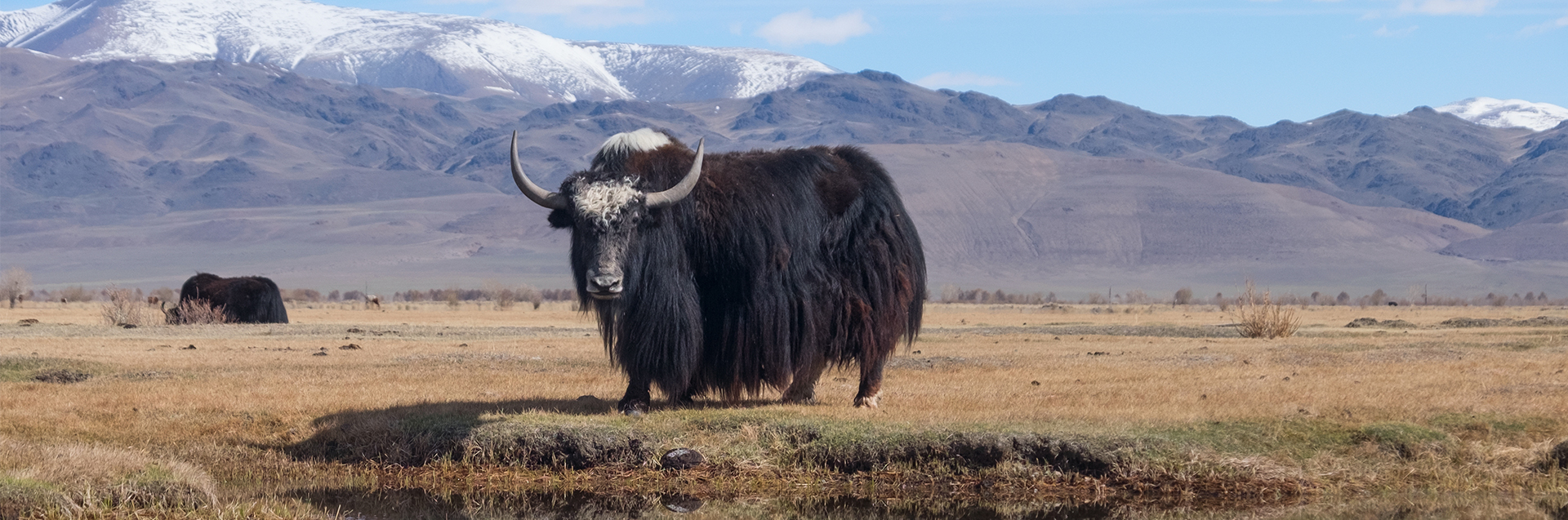 Softyak DK Hero Banner_Yarns Product Page